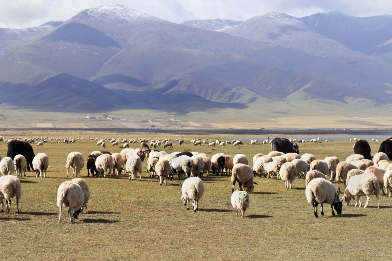 Schafherde in der Inneren Mongolei: Die Intensität der Beweidung sollte an die variierenden Niederschlagsmengen angepasst werden.