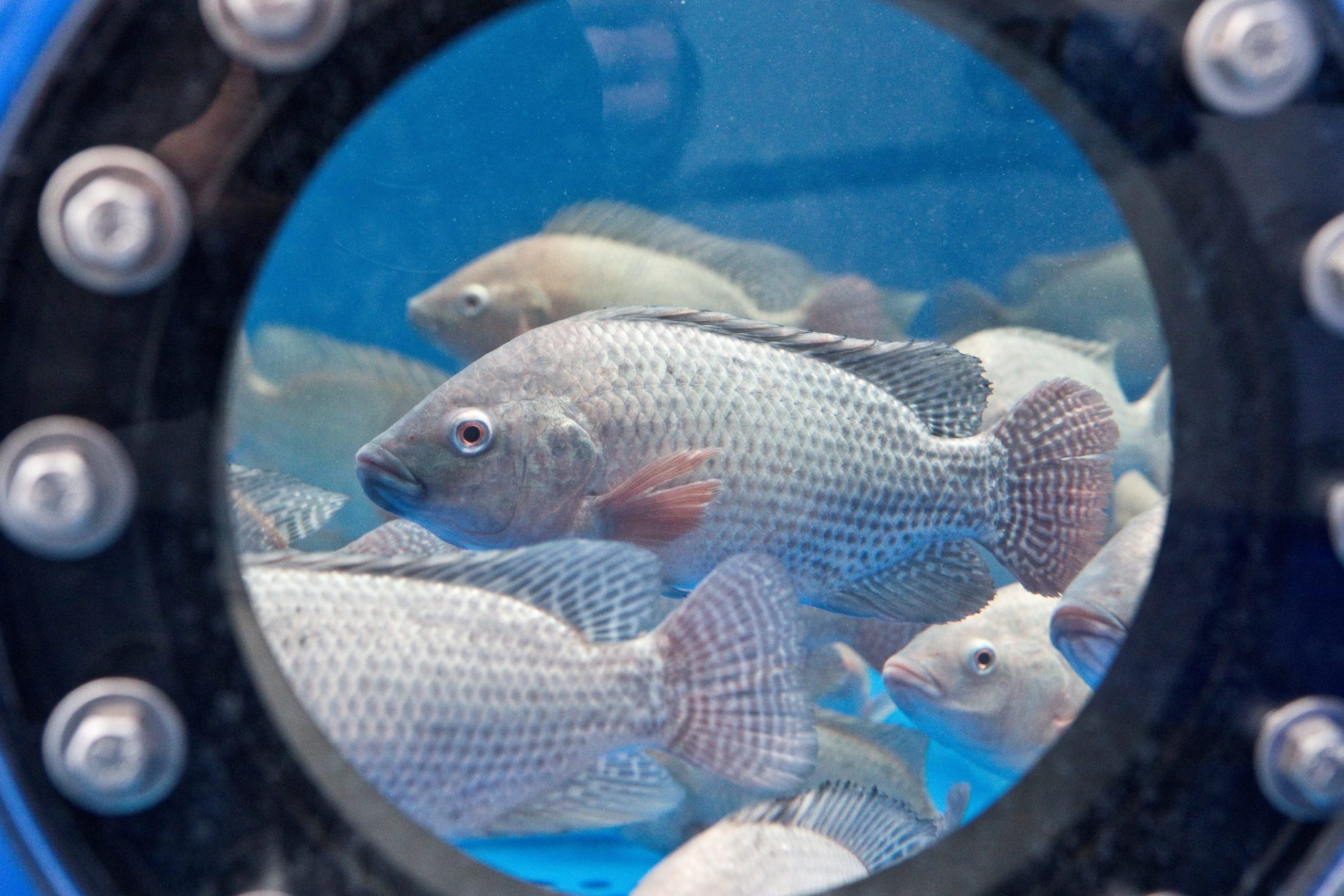 Tilapia (Oreochromis niloticus) in einer Forschungskreislaufanlage des IGB. Die Art ist weltweit der drittmeist produzierte Fisch aus Aquakultur. Die tropische Art wächst schnell und kann pflanzlich ernährt werden. In Deutschland ist Tilapia im Handel zwar erhältlich, vielen Verbraucherinnen und Verbraucher aber noch unbekannt. Foto: Ralf Günther