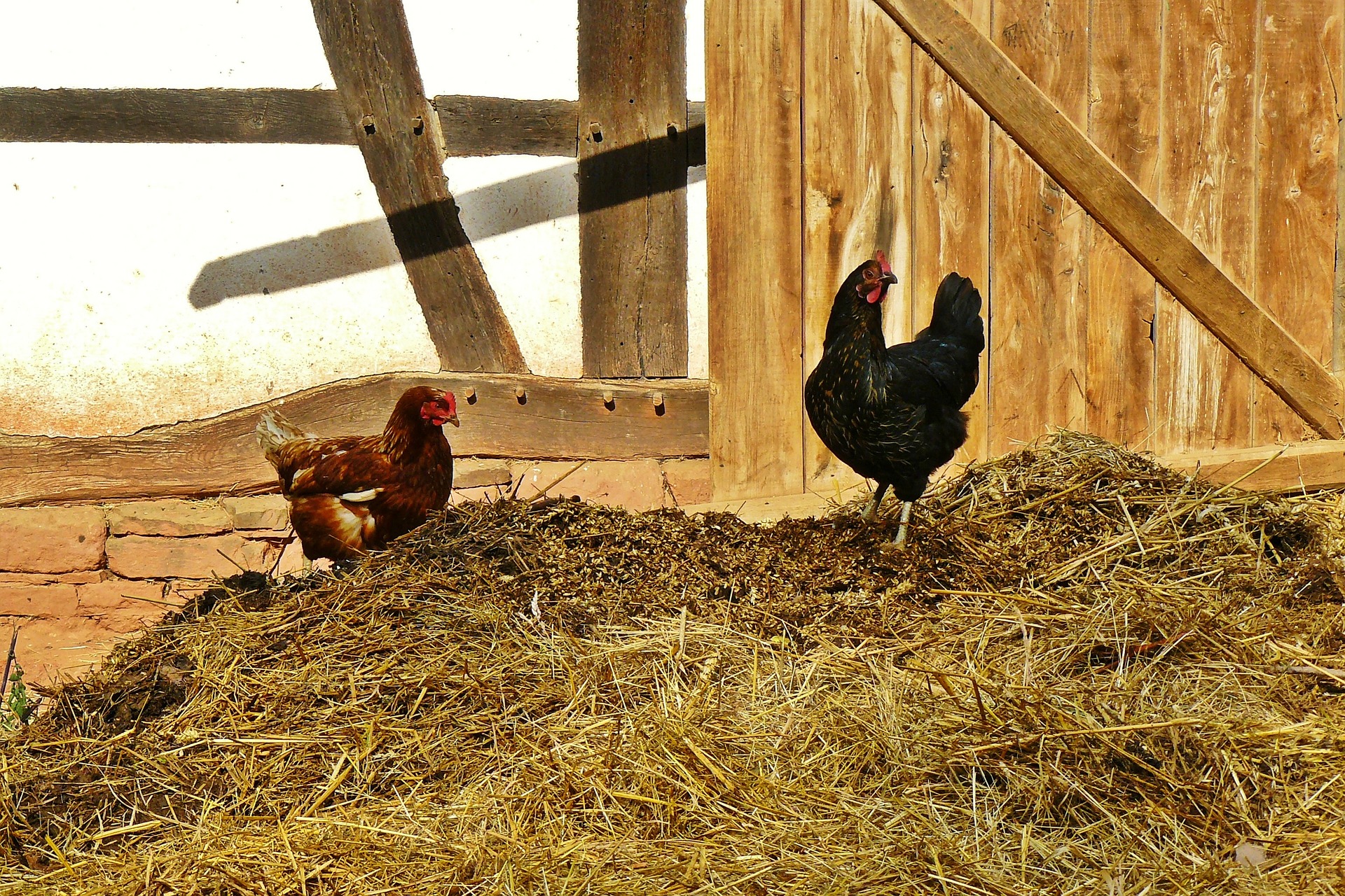Hühnermist © cocoparisienne | pixabay