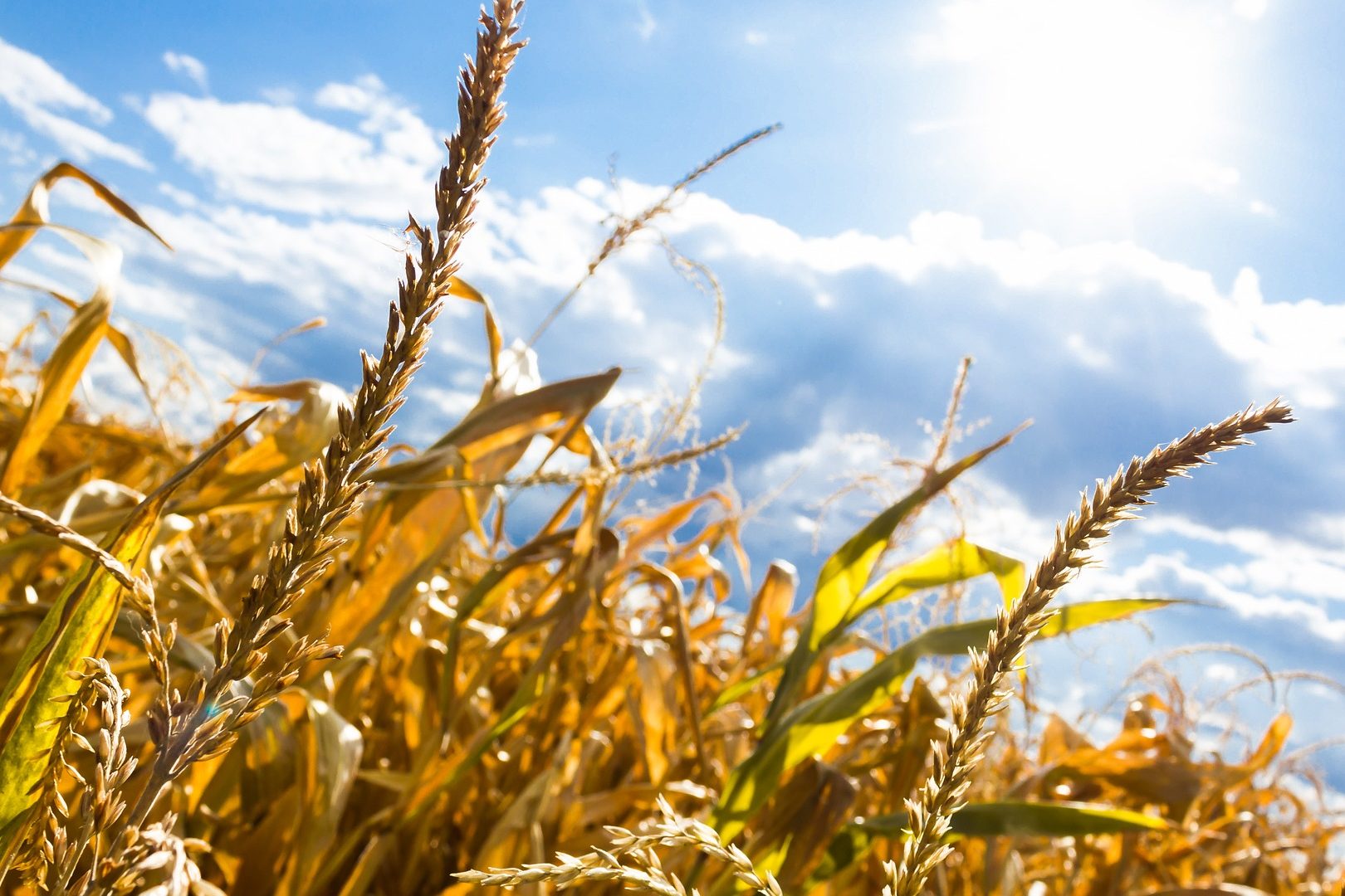 Hitzewellen und damit einhergehende Risiken für Ernten können häufiger werden und gleichzeitig mehrere Hauptanbaugebiete der Nordhalbkugel treffen. © Remaztered Studio | Pixabay.