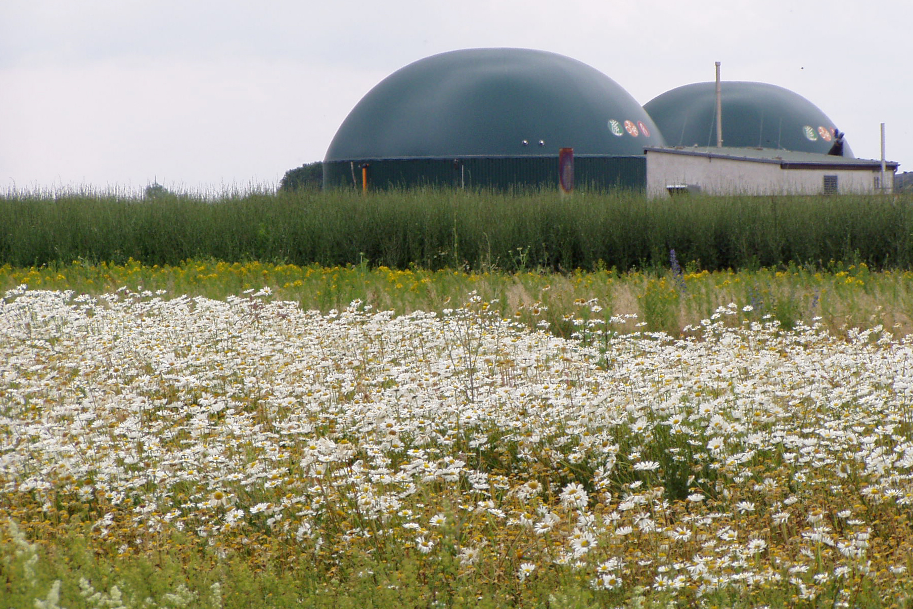 Wildpflanzenmischung für die Biogaserzeugung © Heiermann | ATB