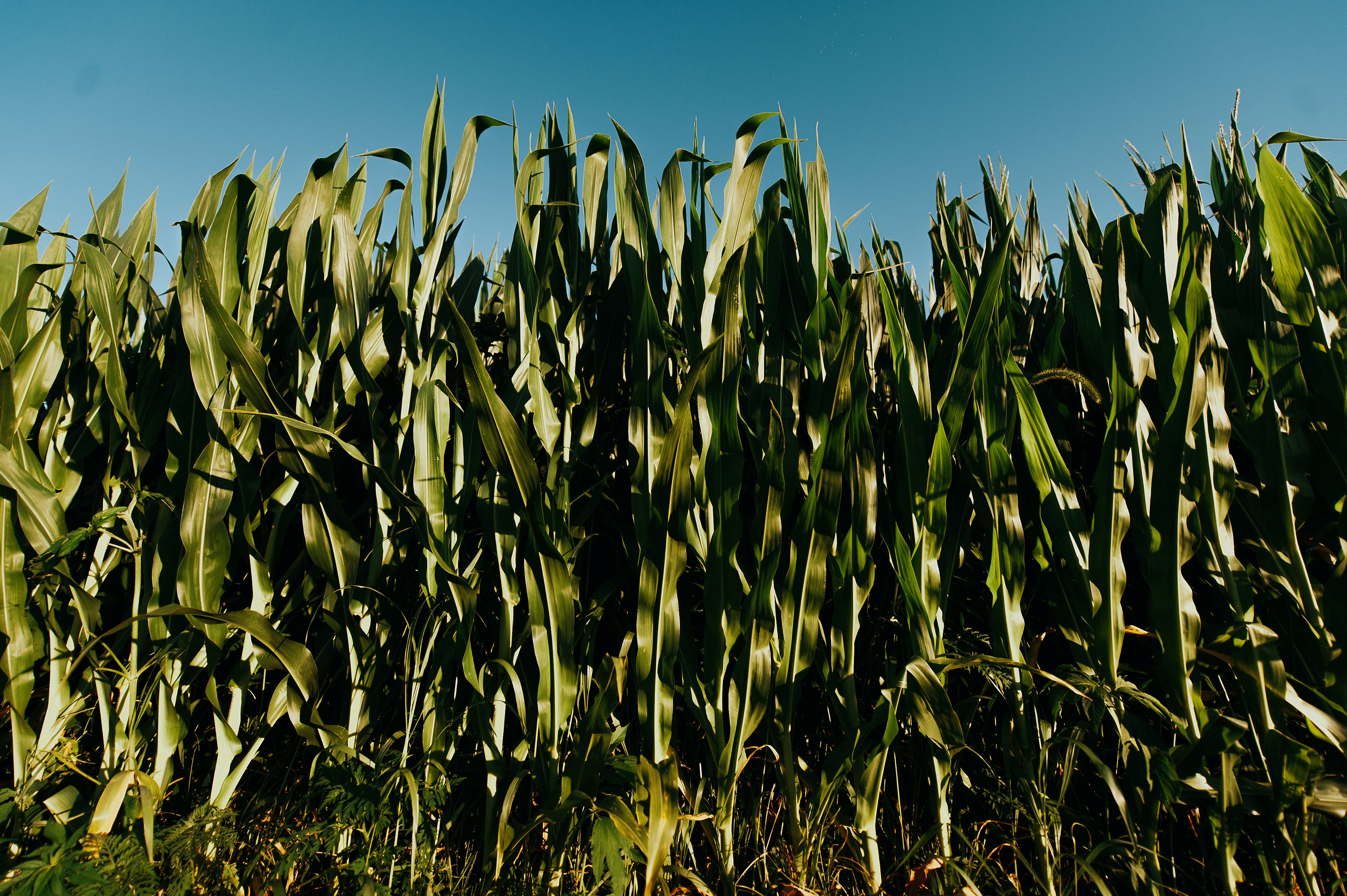 Ein Maisfeld für Biomasse verbraucht viel Wasser
