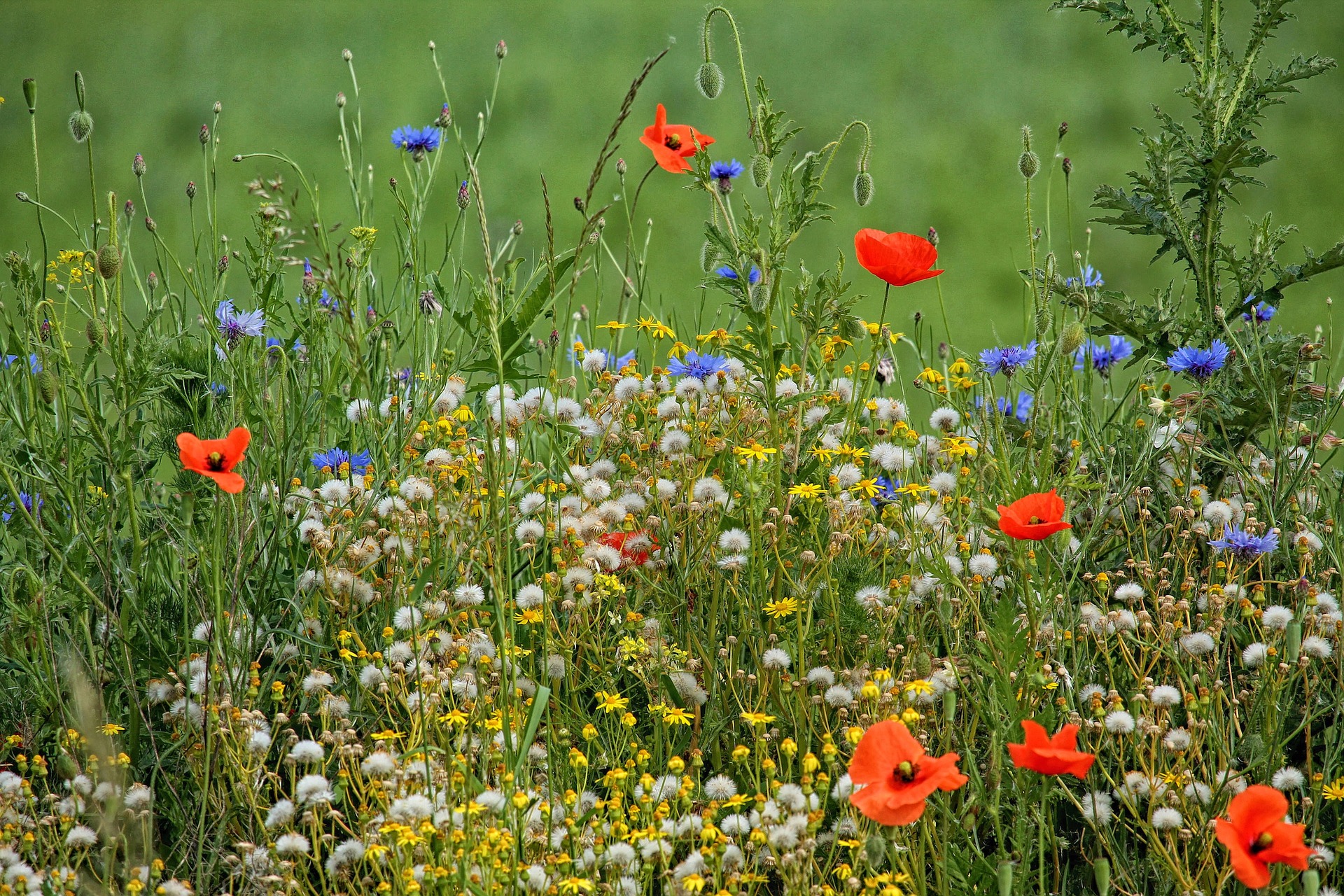 Blumenwiese für die Biodiversität © Hans Benn | Pixabay