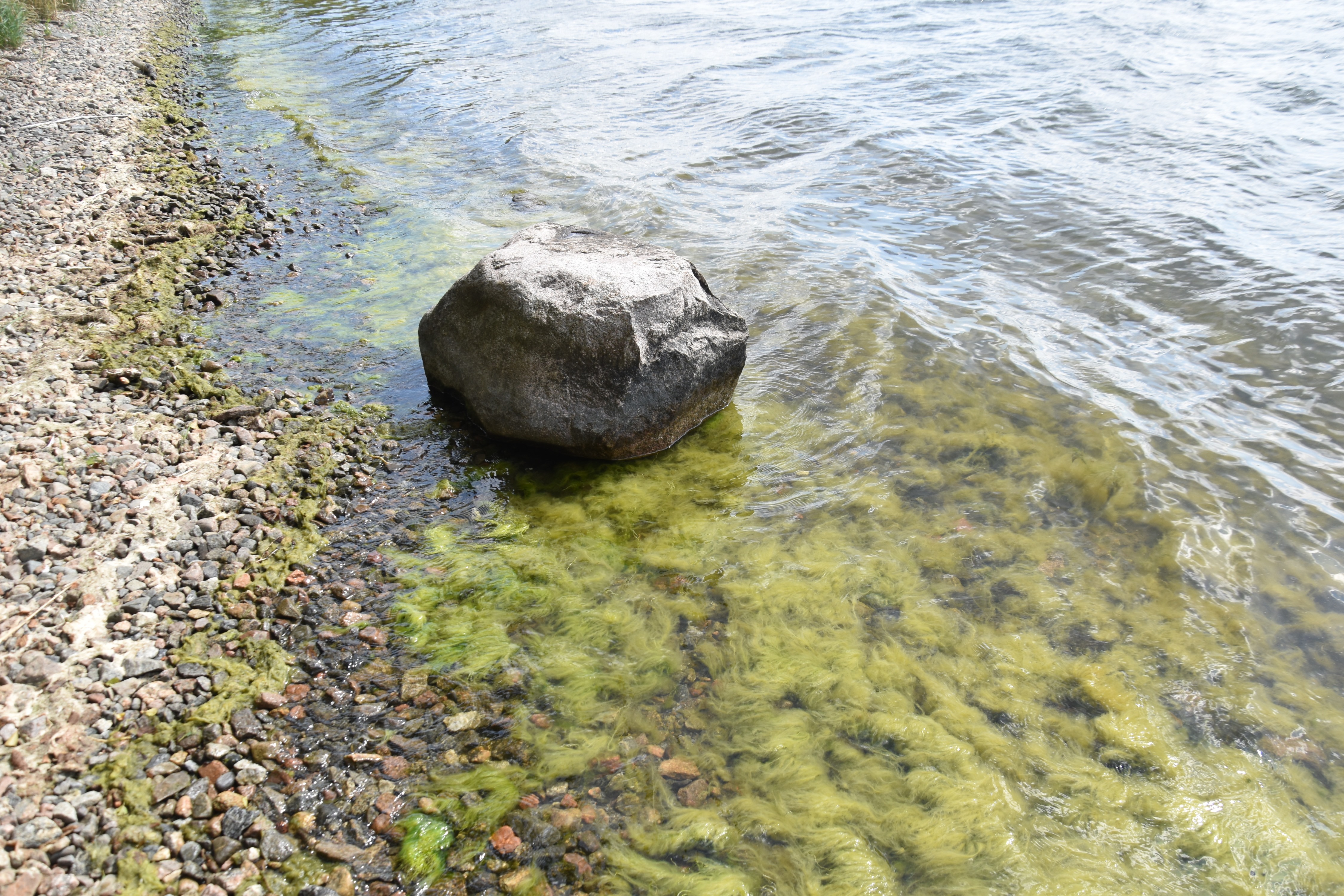 Sie sind grün, glibberig und manchmal auch gefährlich: Wer am Ufer von Seen unterwegs ist, findet nicht selten Teppiche von Fadenalgen vor, zunehmend auch in klaren und sauberen Gewässern. © Sabine Hilt | IGB