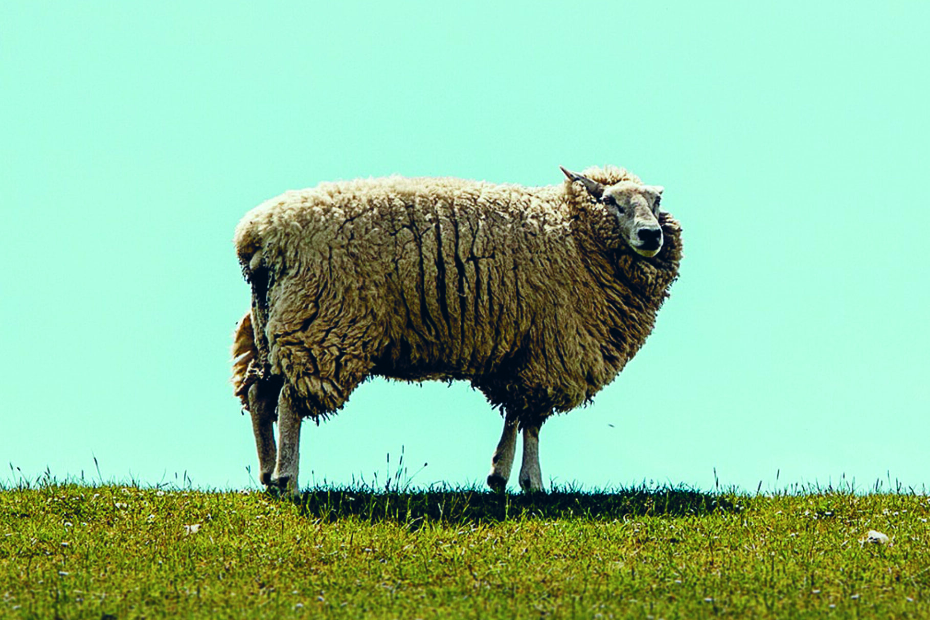 Wolliges Schaf auf einer Wiese bei blauem Himmel