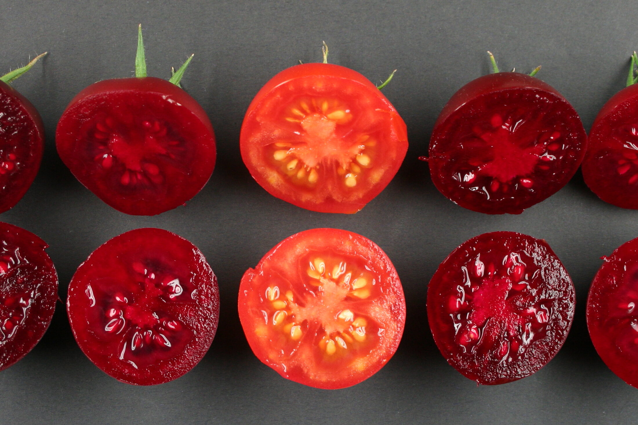 Violette Tomaten durch Farbstoff aus der roten Beete