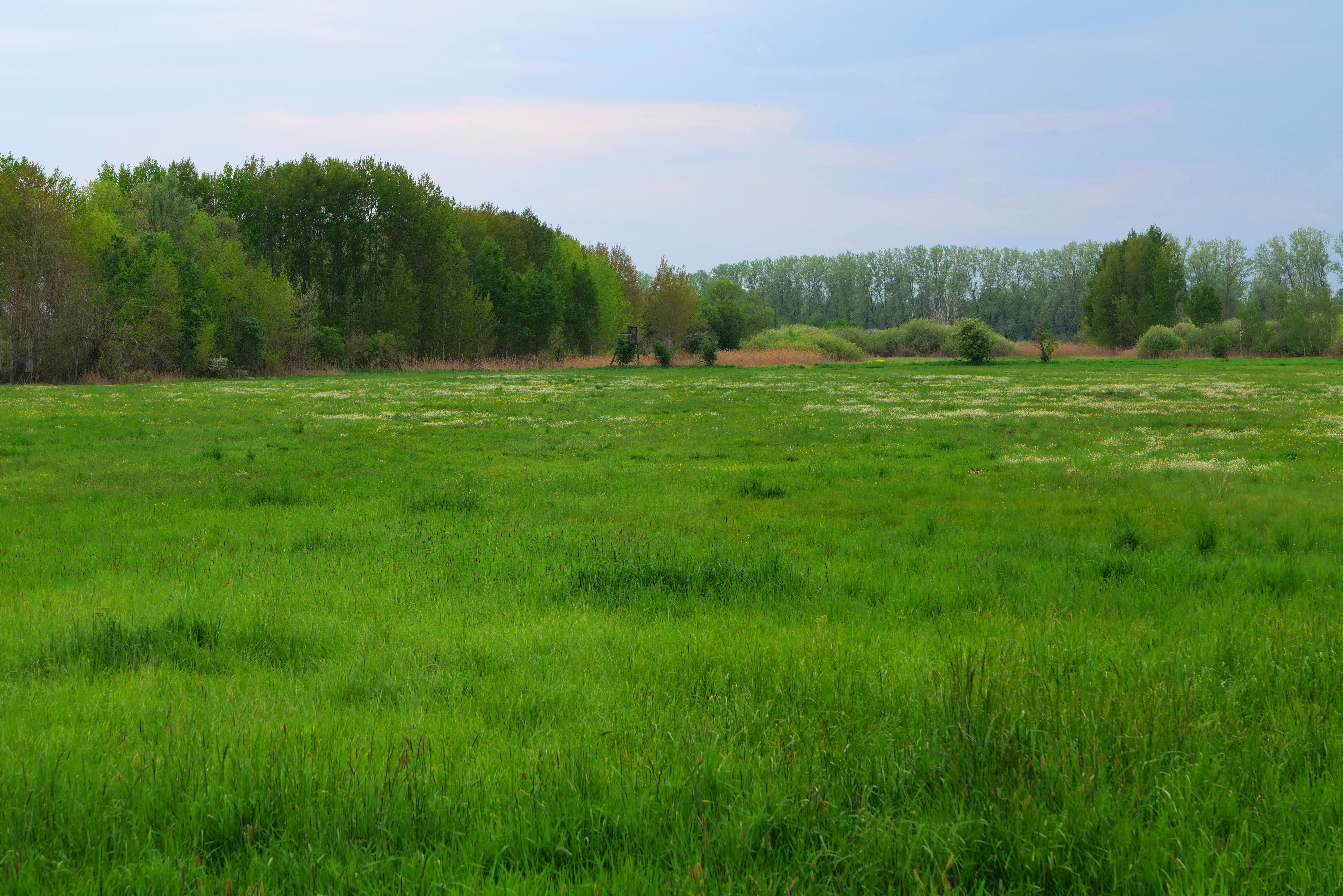 Kremmener Luch im Mai. Luch ist die Bezeichnung für eine ausgedehnte, vermoorte Niederung, besonders in Brandenburg. Luche sind vor allem in Jungmoränengebieten zu finden, seltener in der Altmoränenlandschaft.