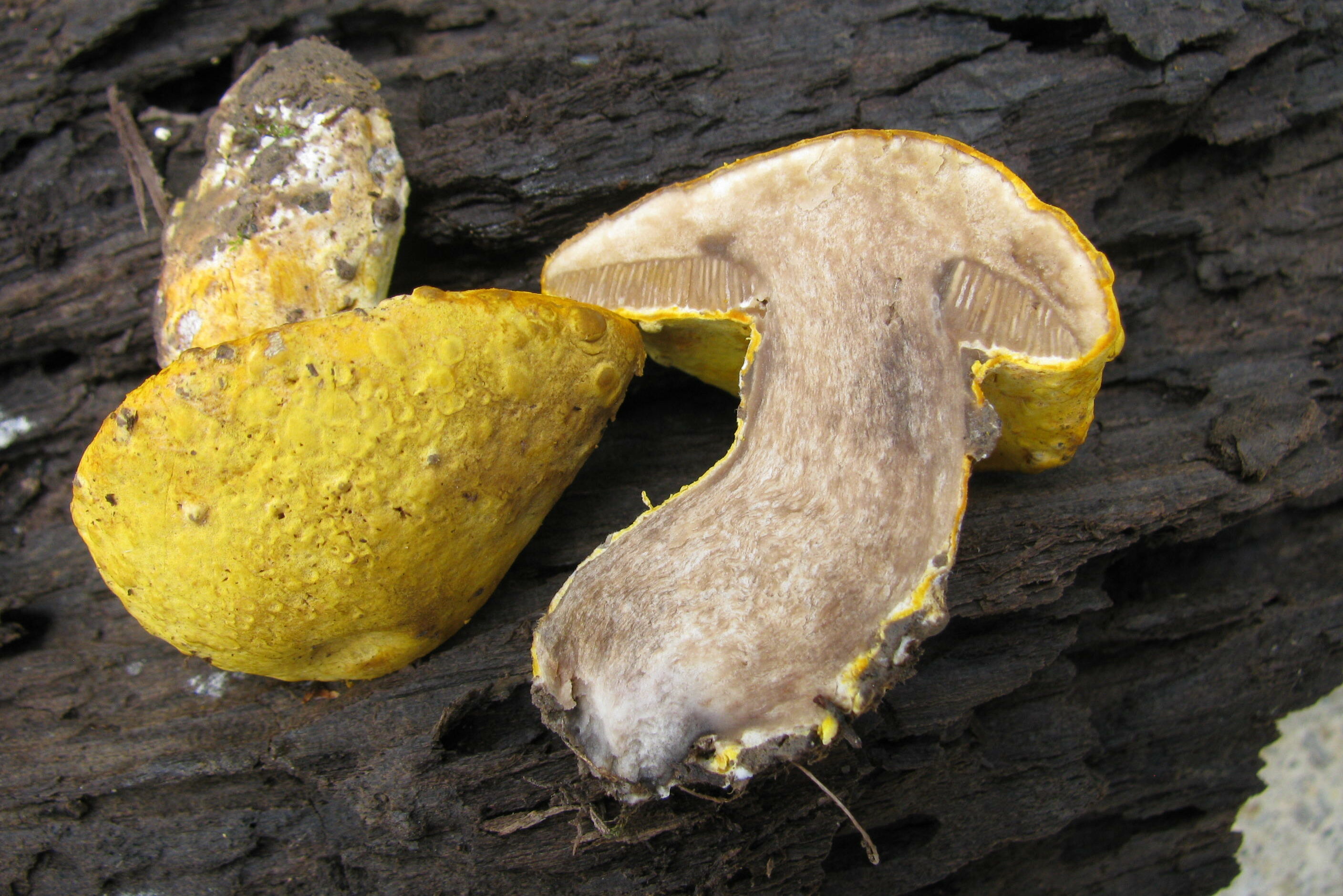 Goldschimmel (Hypomyces chrysospermus oder Sepedonium chrysosperma (Bull.) Fr.) auf einem Steinpilz.
