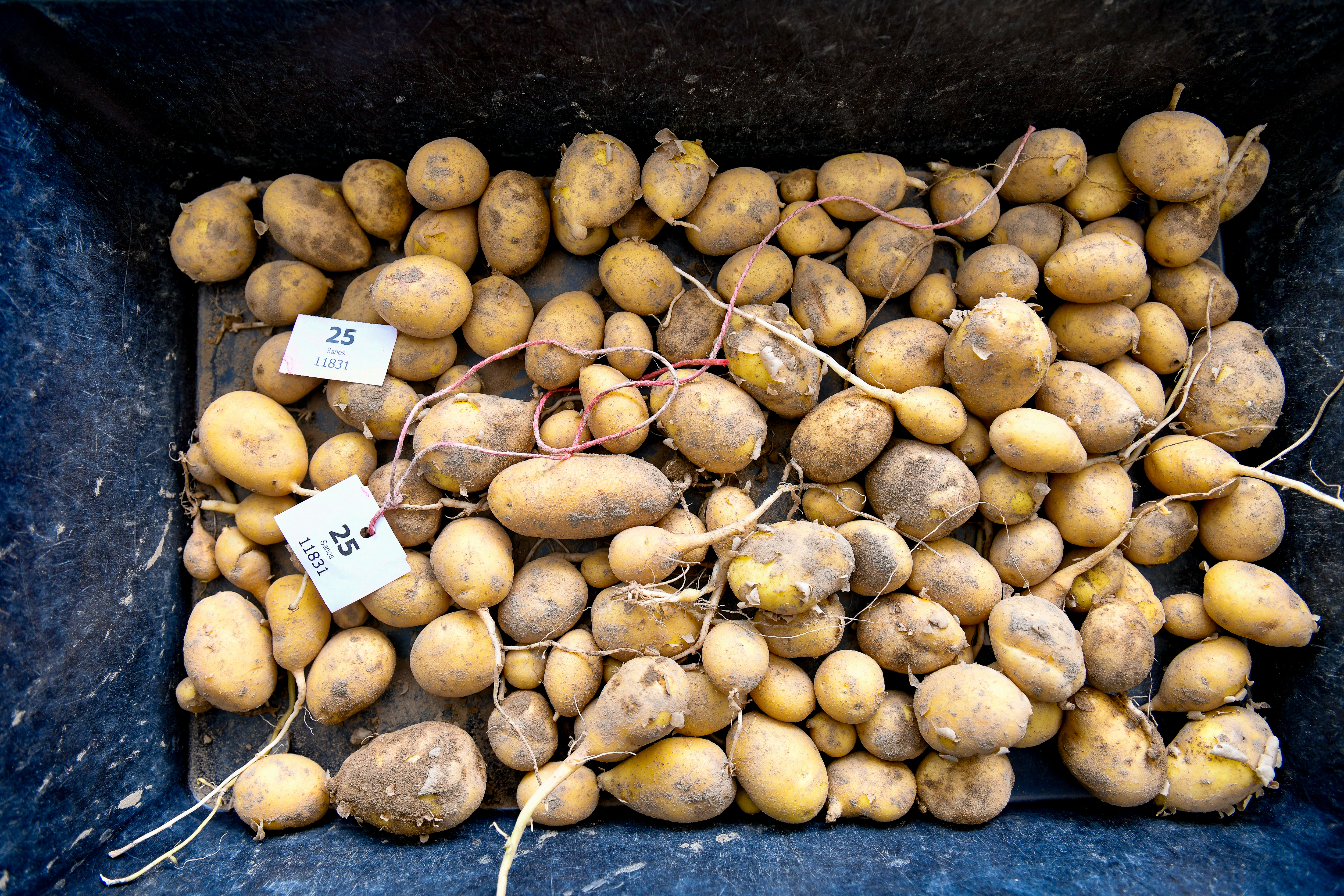 Kartoffelforschung und -züchtung haben in Groß Lüsewitz eine lange Tradition.