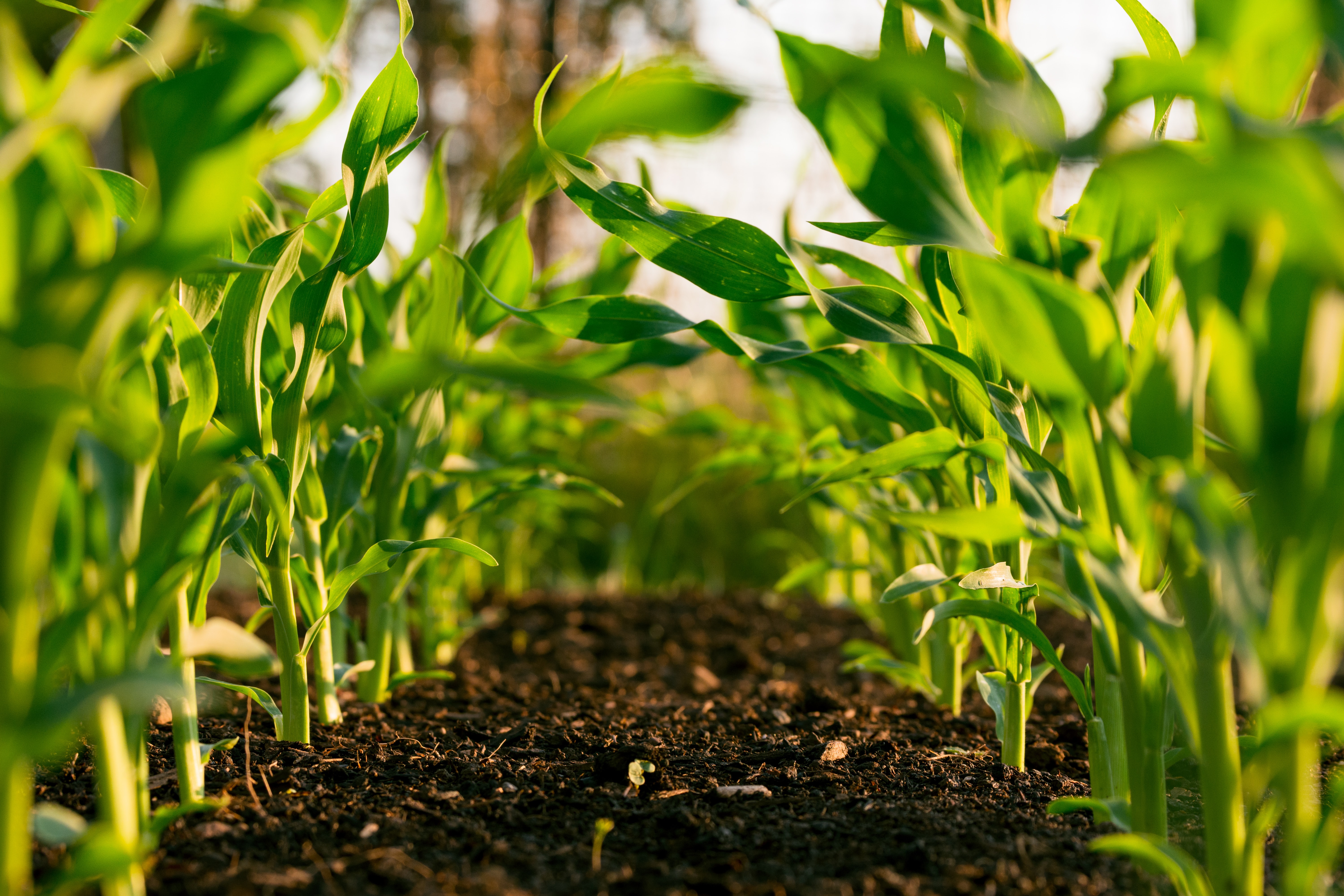 Gesunde Böden sind der Schlüssel zu einem widerstandsfähigen Klima und zur künftigen Ernährungssicherheit.