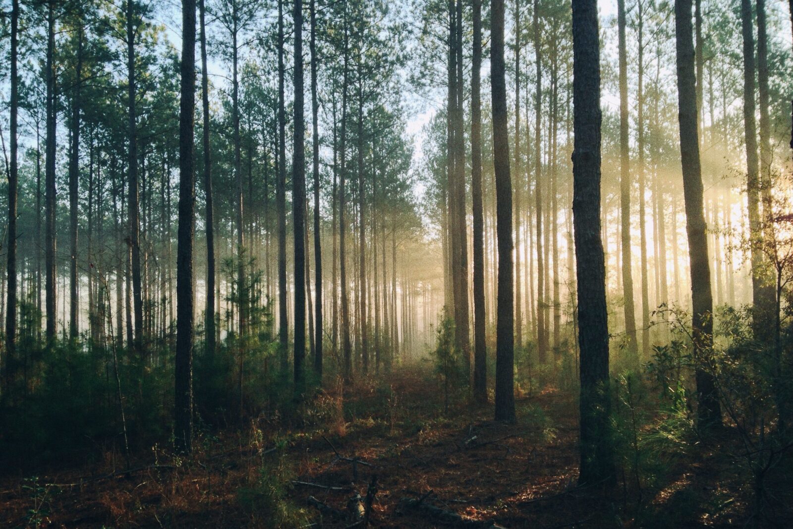 Die Wälder Europas und deren Holzprodukte schlucken aktuell rund 10 Prozent aller EU-Emissionen und haben damit eine bedeutende, positive Klimawirkung.