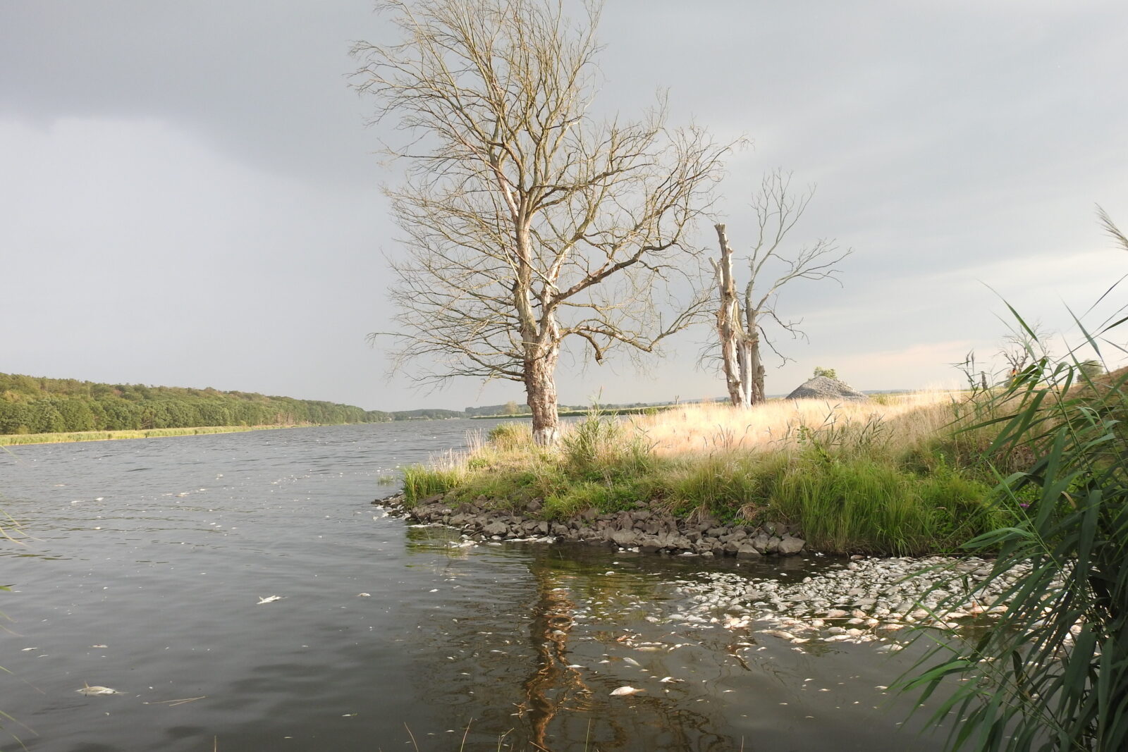 Im Sommer 2022 löste eine toxische Algenblüte ein großes Fischsterben in der Oder aus.