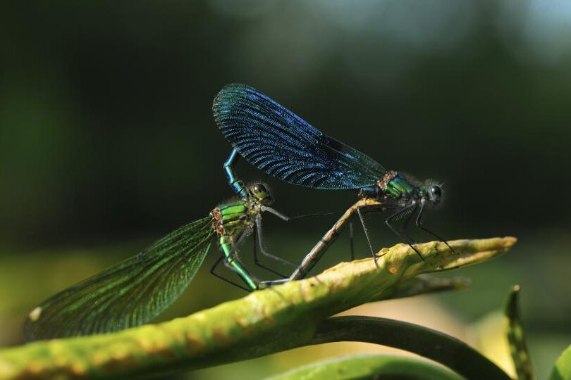 Schillernde Libellen gehören zu den schönsten Insekten. Lange Zeit verbringen sie unbemerkt als Larve im Wasser.