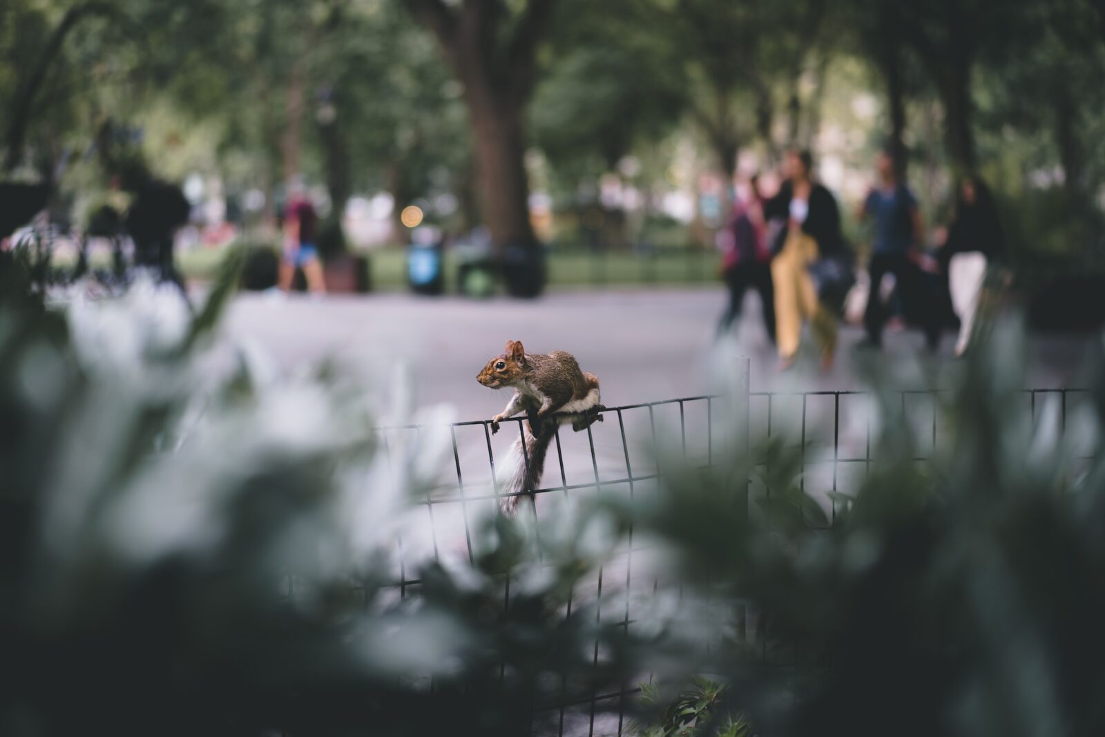Ein Eichhörnchen sitzt auf einem Zaun in einem Stadtpark.