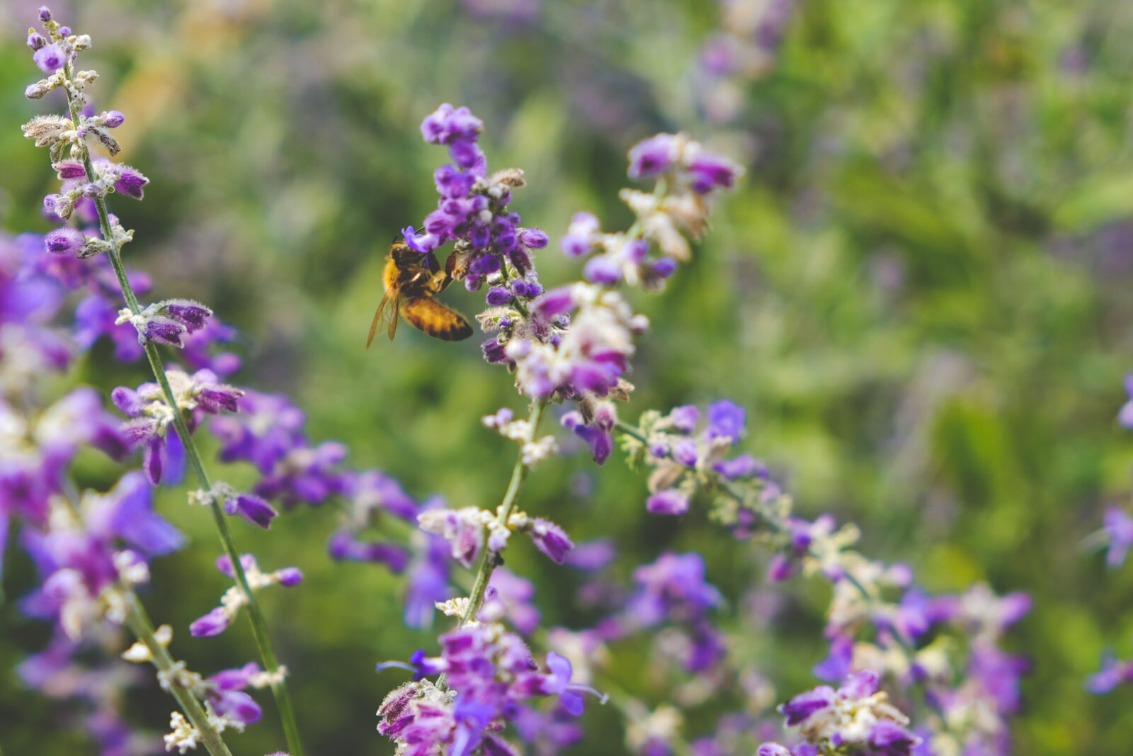 Biene auf einer Blume. © Scotty Turner | Unsplash