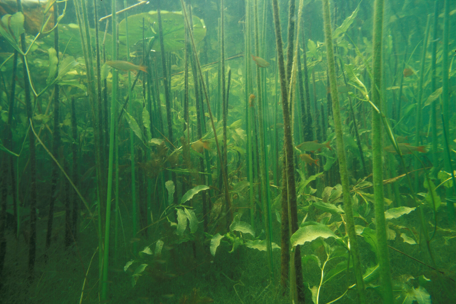 Unterwasserpflanzen können einen dichten Bewuchs ausbilden. © Michael Feierabend