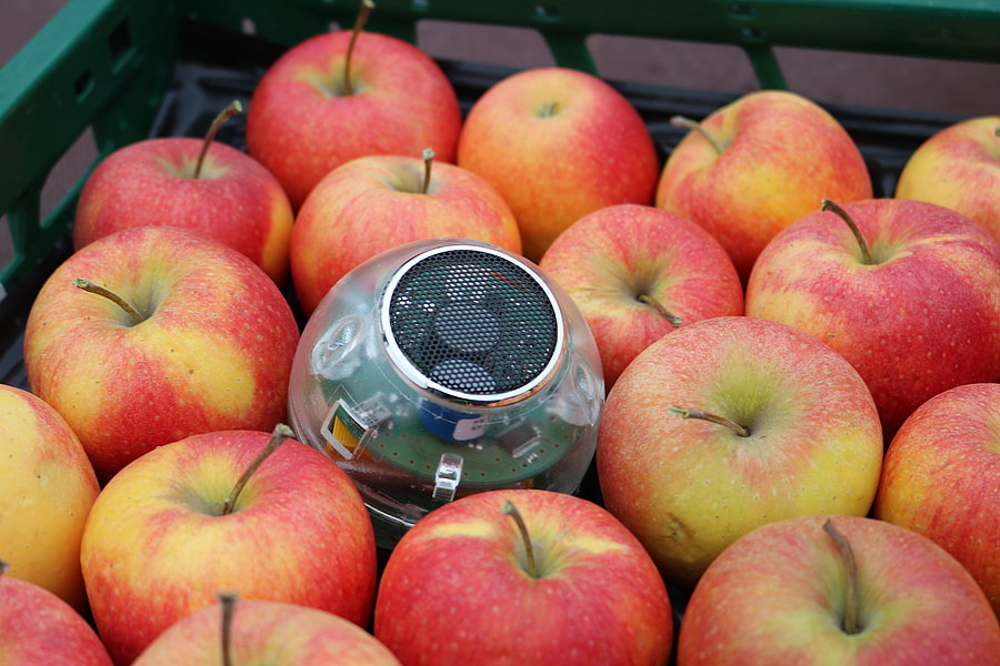 Der Sensor misst Sauerstoff und Kohlendioxid um die Atmungsaktivität der Früchte zu bestimmen. © Foltan | ATB