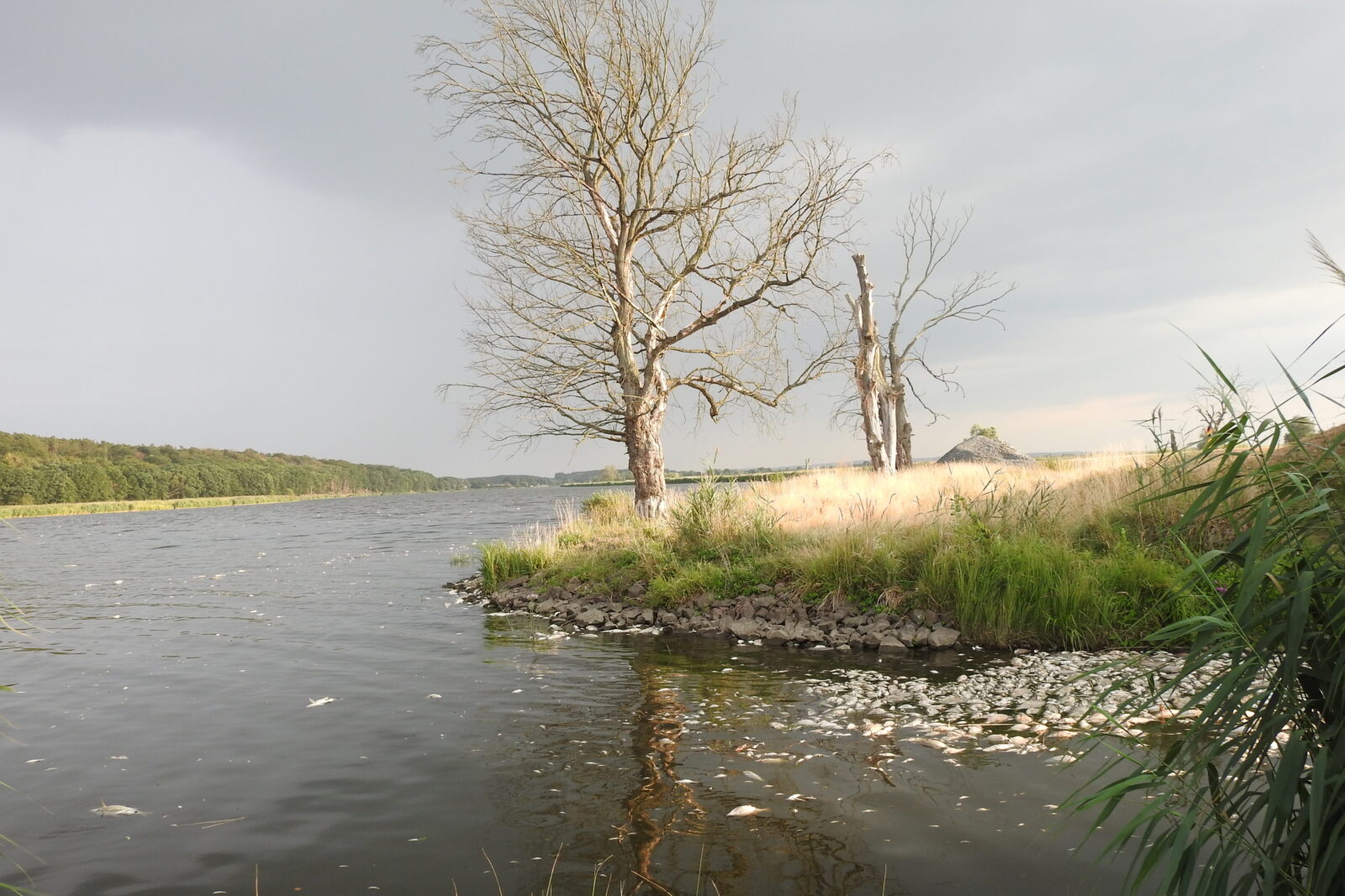 Abgebildet sind Fischkadaver am Ufer der Oder.
