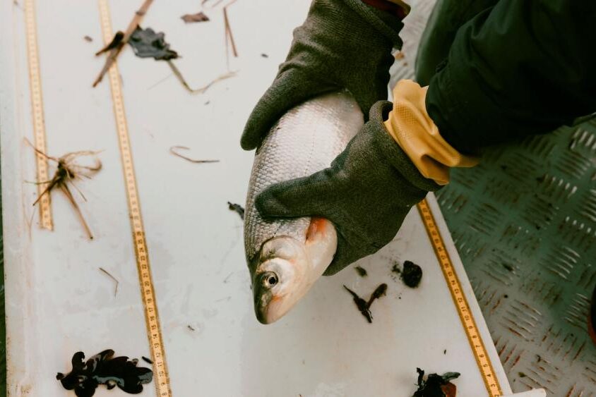 Das IGB befährt mindestens dreimal im Jahr größere Abschnitte der Oder mit dem Schleppnetz. Auf diese Weise können die Forschenden den Zustand der Fischbestände erfassen sowie Veränderungen zwischen Jahreszeiten, Jahren, kürzeren oder längeren Zeiträumen feststellen. Datenreihen seit 1999 dienen als Vergleich. Die gefangenen Fische werden an Bord nach Art und Geschlecht identifiziert, gewogen und vermessen. Anschließend werden die Tiere vorsichtig zurückgesetzt. Ergänzt wird diese Befischung per Boot durch schonende Elektrobefischungen vom Ufer aus, um alle Fische der verschiedenen Lebensräume in der Oder zu erfassen. © Lena Giovanazzi