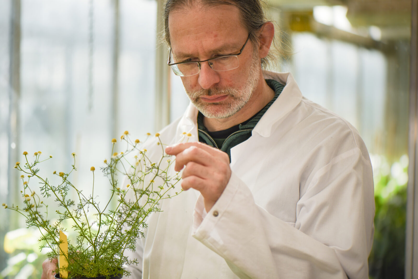 Lars-Gernot Otto beschäftigt sich mit Arznei- und Gewürzpflanzen und hat dieses Gebiet am IPK von seinem früheren Chef Tim Sharbel übernommen. © IPK Leibniz-Institut | J. Himpe