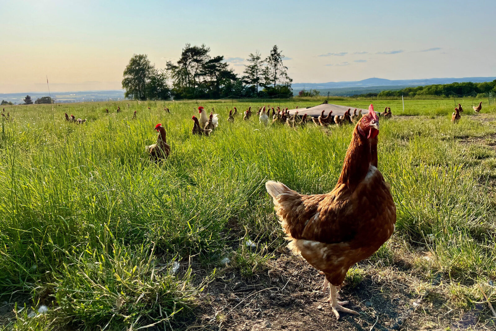 Zu sehen sind Hühner, die sich auf einer Wiese ,in einem weitläufig abgezäunten Bereich, befinden. Im Vordergrund ist ein Huhn deutlich abgebildet.