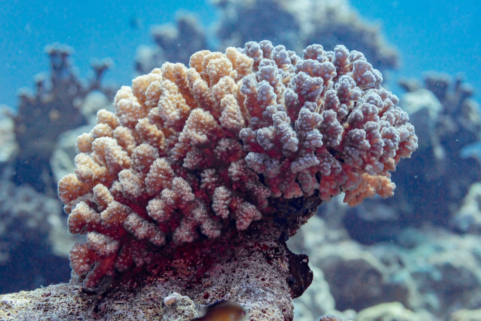 Unterwasserfoto einer rosafarbene Koralle, die Teil eines Korallenriffs ist.